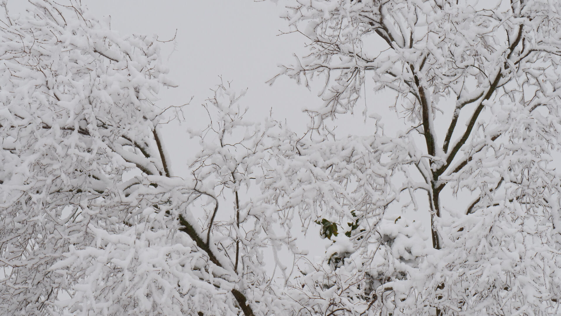 Snow on the South Oval